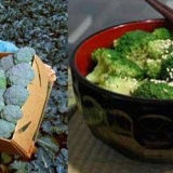 Kada sijati brokulu za rasad